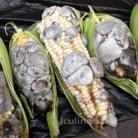 Huitlacoche | Innova Culinaria